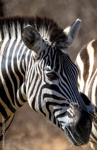 Zebra