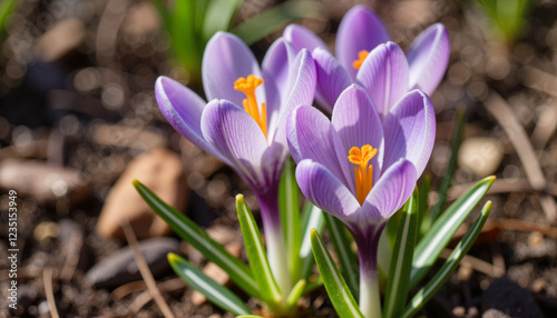 Delicate crocus flowers blooming in spring garden, seasonal beauty