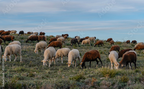flock of sheep
