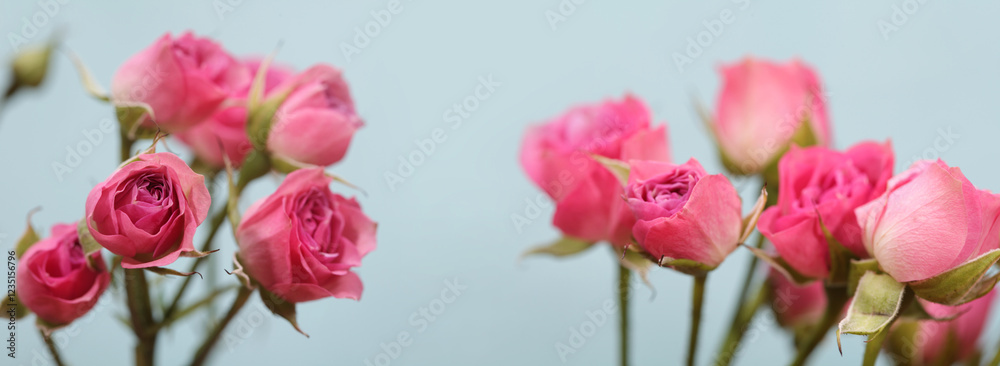 Smoke Soft focus blur Pink Rose flower bouquet on blur blue gray horizontal long background. Smoke Soft focus blur Pink Rose flower bouquet on blur blue gray horizontal long background.