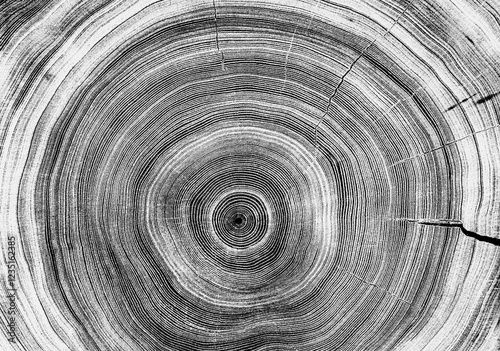Gray ink stamp impression of end grain of wood slab. Tree rings art with texture and cracked surface.