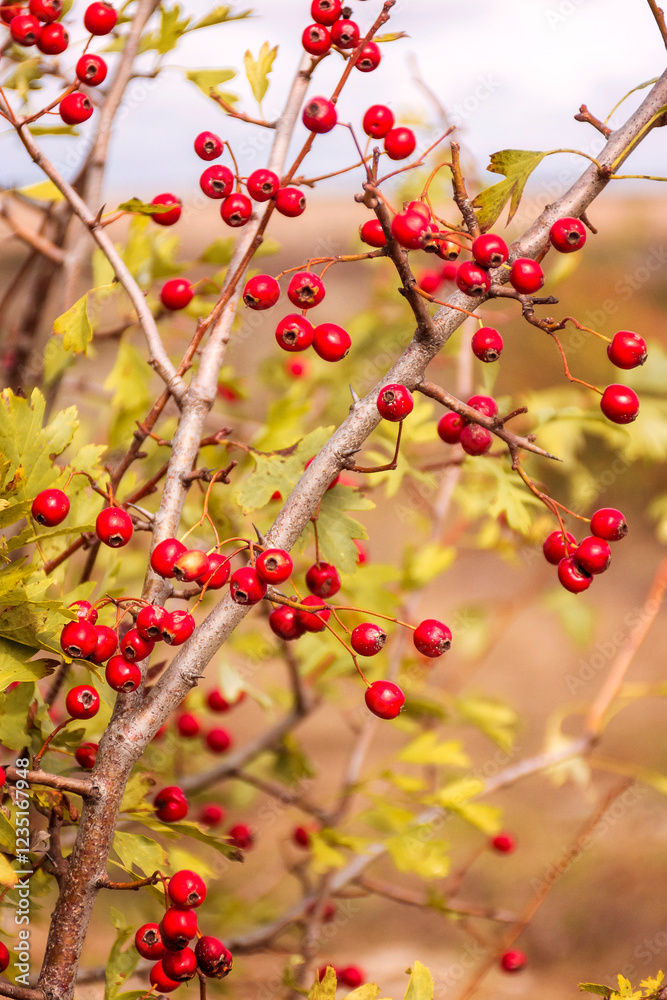 Red berries growing on a branch in nature Red berries growing on a branch in nature
