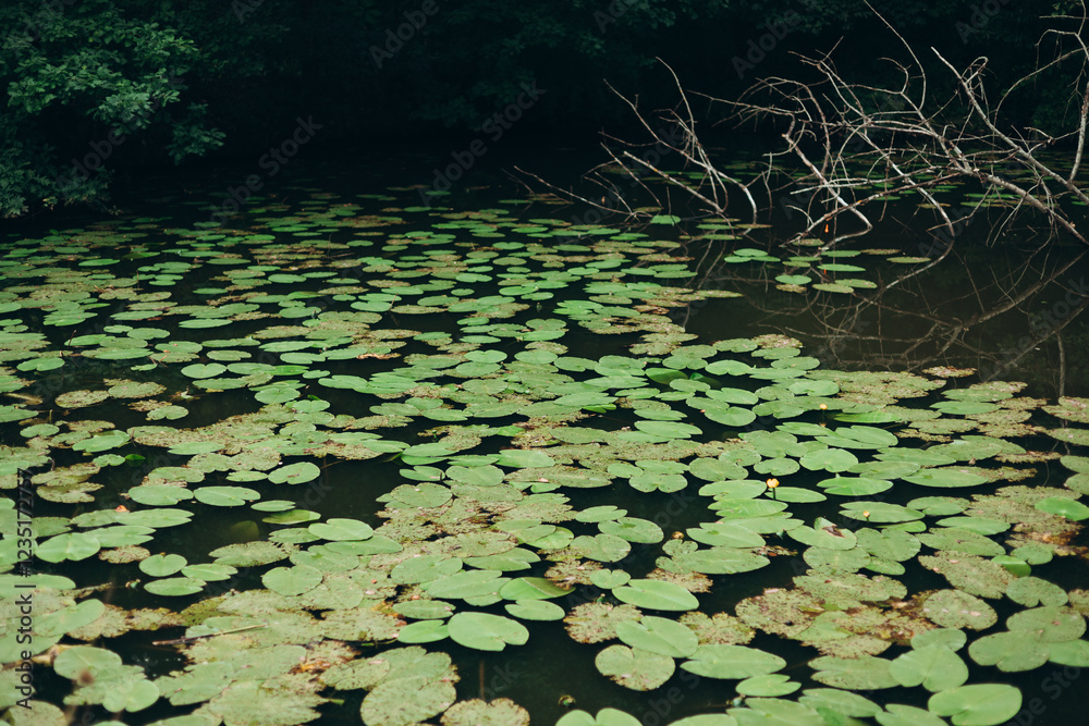 Pond with water lilies. Scenic of swamps in the park Pond with water lilies. Scenic of swamps in the park