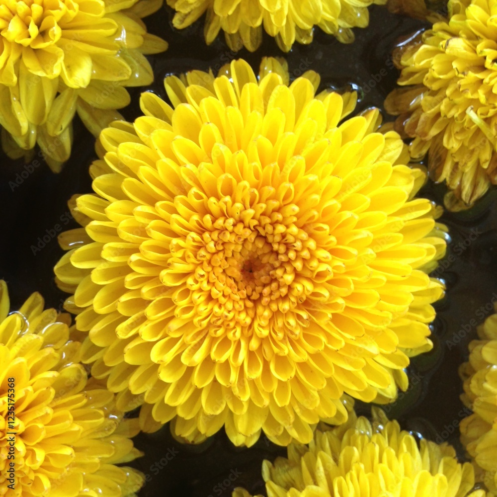 chrysanthemum chrysanthemum