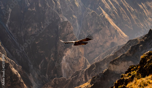 Stunning andean condor flying over the colca canyon, Peru
