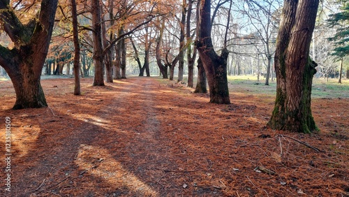 Slow walk along a path in the autumn forest