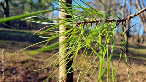 Coniferous tree branch in autumn forest, sunny weather