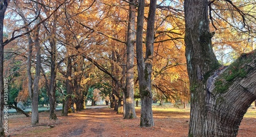 Beautiful alley in the autumn forest