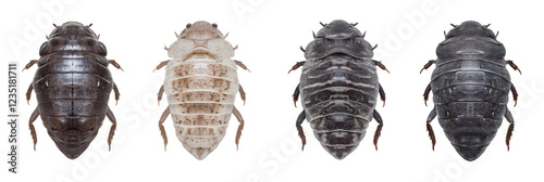Diverse louse morphology: variation in four lice specimens png