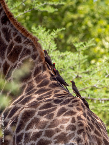 Yellow-billed oxpecker (Buphagus africanus) on a southern giraffe (Giraffa giraffa) in Hwange National Park. photo