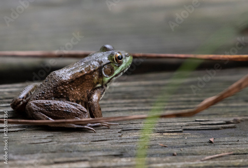 Green Frog