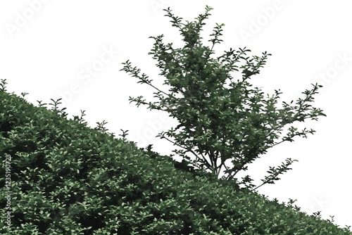  Photo of a lush green hedge against a white background, taken from above, showing the entire height of the hedge, with the top and bottom edges of the image. The hedge is dense and uniform, with smal