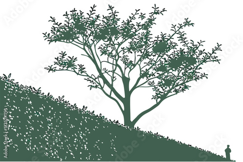  Photo of a lush green hedge against a white background, taken from above, showing the entire height of the hedge, with the top and bottom edges of the image. The hedge is dense and uniform, with smal
