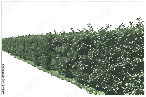  Photo of a lush green hedge against a white background, taken from above, showing the entire height of the hedge, with the top and bottom edges of the image. The hedge is dense and uniform, with smal