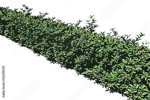  Photo of a lush green hedge against a white background, taken from above, showing the entire height of the hedge, with the top and bottom edges of the image. The hedge is dense and uniform, with smal