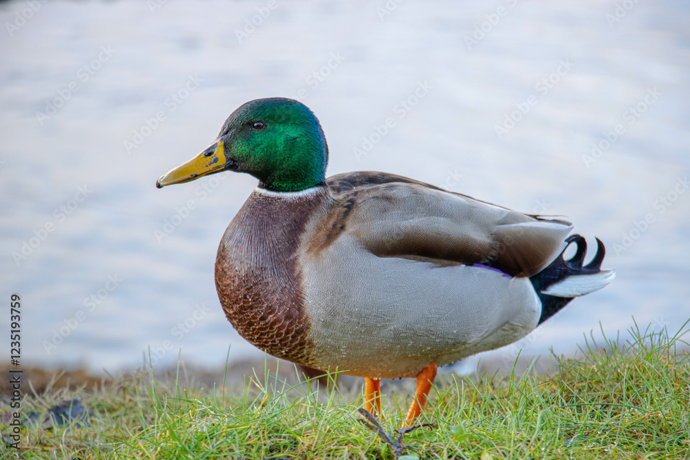Obraz premium The drake duck stands on the grass and turns to the left