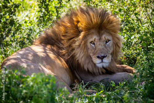 Löwe Afrika Mähne Portrait