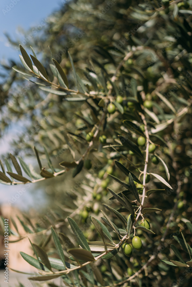 Fototapeta premium Close-up of an olive tree branch with small green olives growing among narrow silvery-green leaves, illuminated by sunlight against a clear blue sky, capturing the Mediterranean agricultural landscape