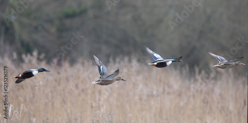 Group of male and female Shoveler Ducks flying in a row over reed beds on lake edge in Wiltshire, UK photo