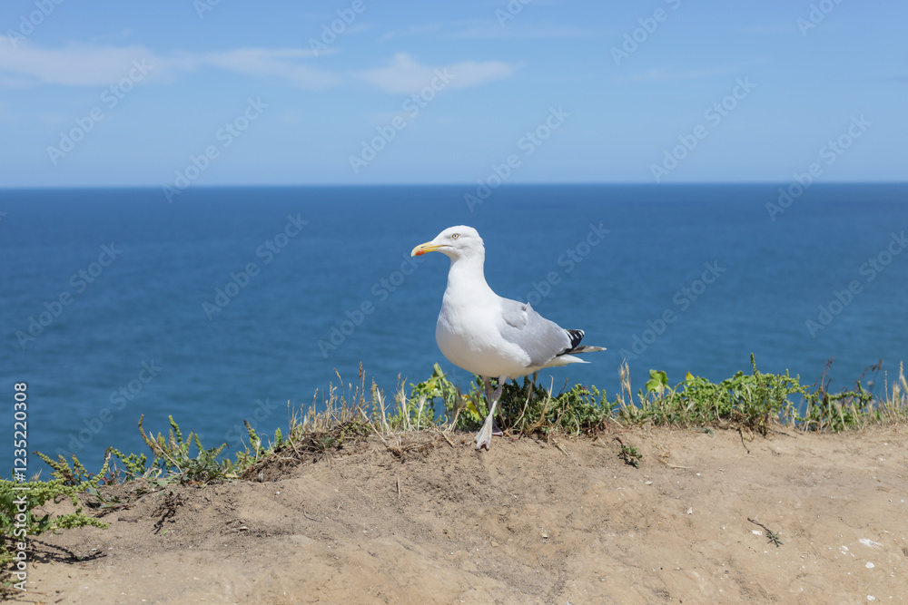 One dove stands on the edge of a cliff by the sea. One dove stands on the edge of a cliff by the sea.