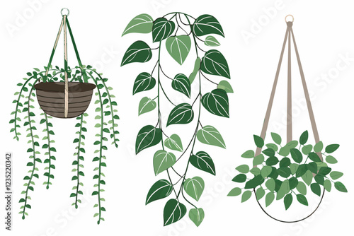 Hanging plants, indoor garden, cascading foliage, lush green leaves, string of pearls, pothos, ivy, botanical decor, white background, isolated plants, vertical gardening, trailing vines, houseplants,