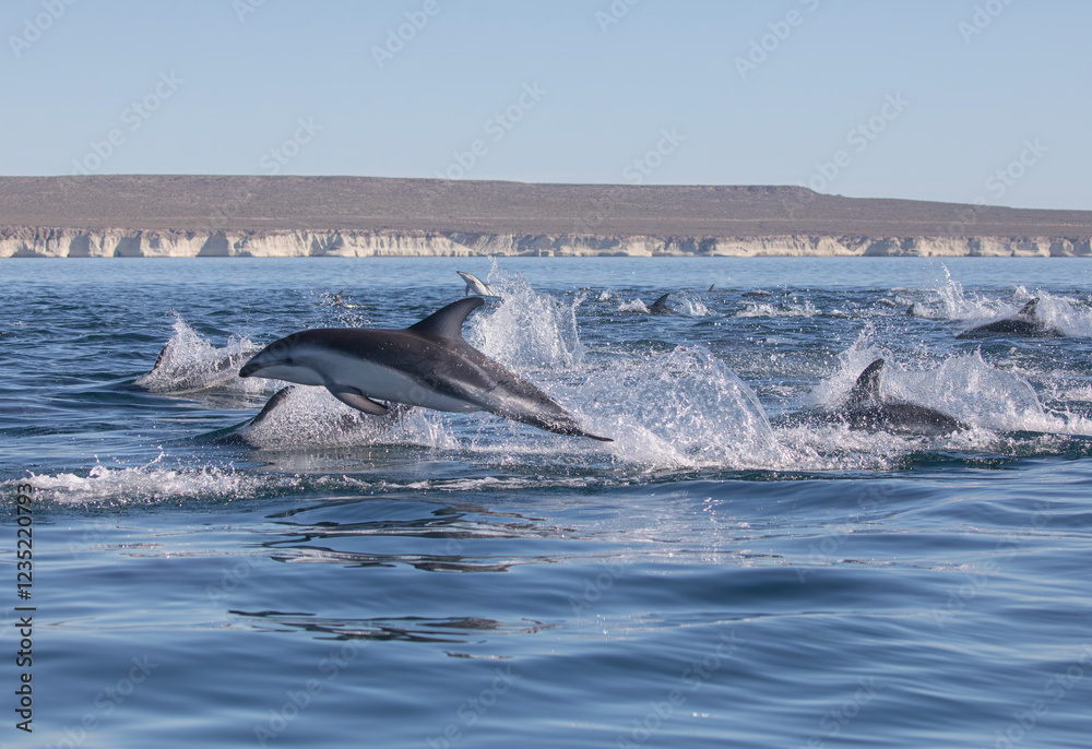 Fototapeta premium Delfin Oscuro Saltando - Patagonia