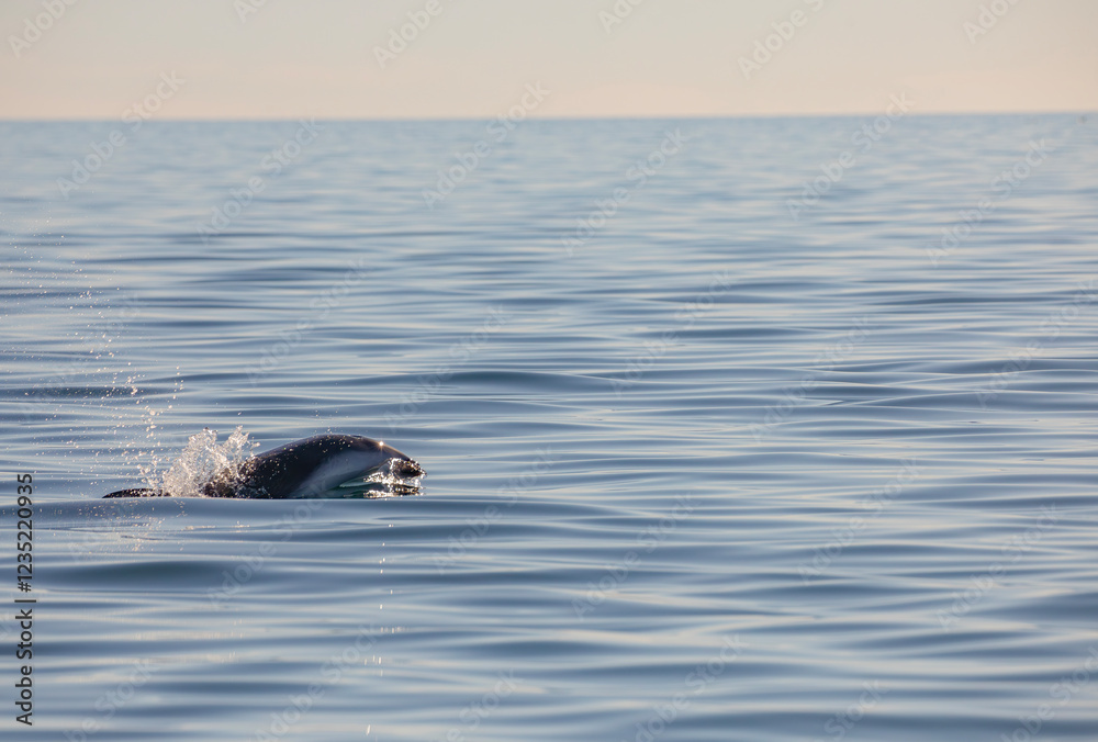 Fototapeta premium Delfin Oscuro Saltando - Patagonia
