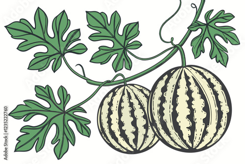  Watermelon, vine, botanical illustration, realistic, detailed, vibrant green leaves, striped fruit, hanging melons, white background, vintage style, high contrast, sharp focus, natural lighting, plan