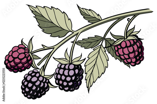 Botanical illustration, blackberries, ripe fruit, cluster of berries, green leaves, stem, purple and deep burgundy colors, watercolor painting style, realistic detail, soft lighting, white background,