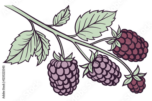 Botanical illustration, blackberries, ripe fruit, cluster of berries, green leaves, stem, purple and deep burgundy colors, watercolor painting style, realistic detail, soft lighting, white background,