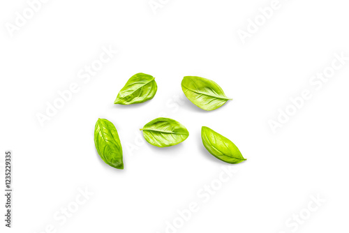 Leaves of organic fresh basil from the garden on a transparent background with shadow, top view, png