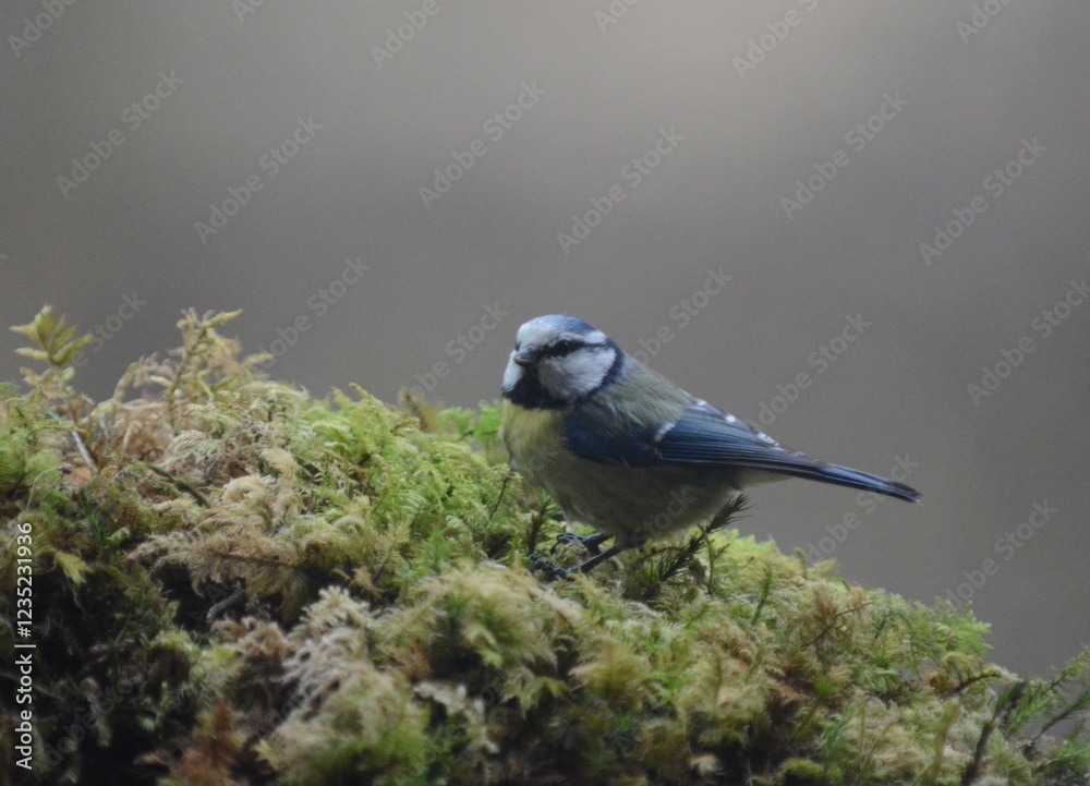 Obraz premium cinciarella