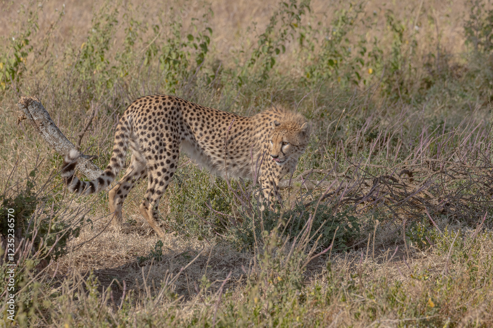 Chita - Cheetah Africa Chita - Cheetah Africa