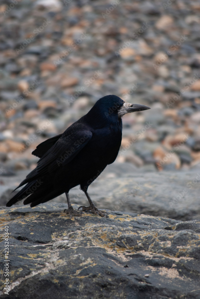 blackbird