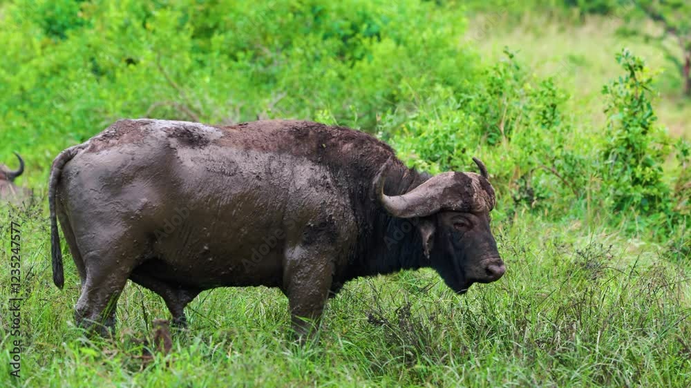 A Male Cape Buffalo (Syncerus caffer) standing still. South Africa. A Male Cape Buffalo (Syncerus caffer) standing still. South Africa.