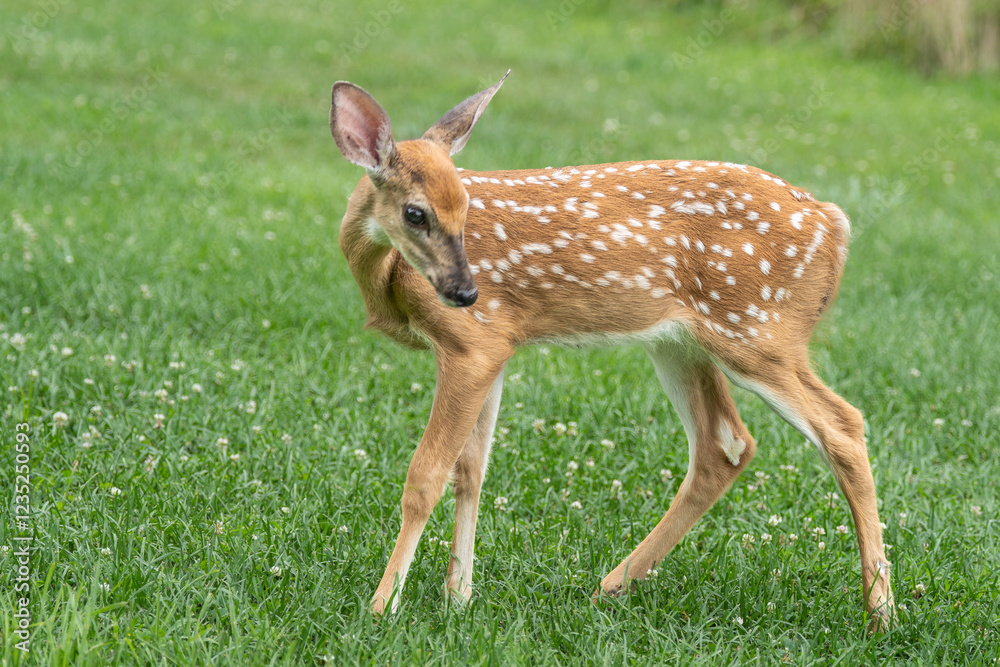White-tailed Deer Fawn portrait in Meadow White-tailed Deer Fawn portrait in Meadow