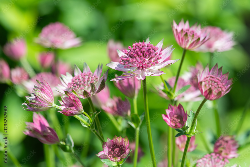 Close up of pink astrantia major flowers in bloom Close up of pink astrantia major flowers in bloom