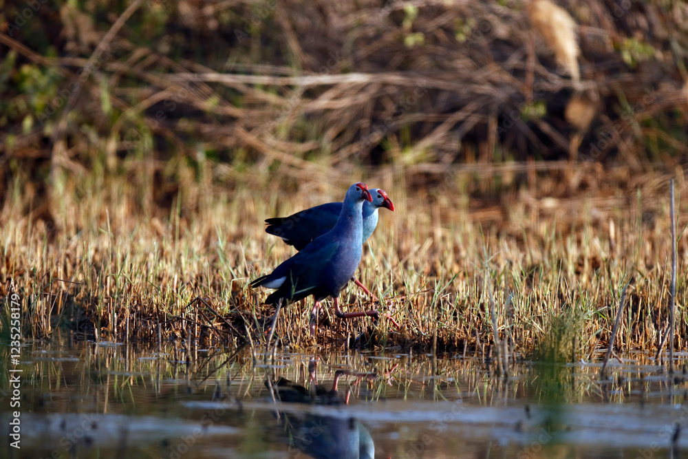Obraz premium The grey-headed swamphen (Porphyrio poliocephalus) is a species of swamphen occurring from the Middle East and the Indian subcontinent