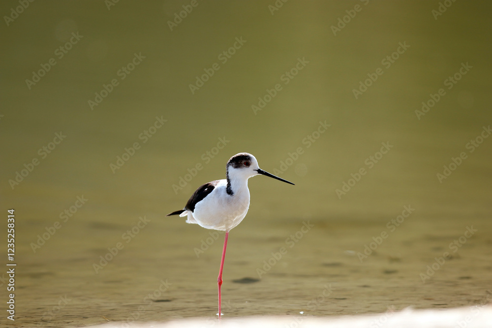 black-winged stilt is a widely distributed, very long-legged wader in the avocet and stilt family Recurvirostridae. Its scientific name, Himantopus himantopus black-winged stilt is a widely distributed, very long-legged wader in the avocet and stilt family Recurvirostridae. Its scientific name, Himantopus himantopus