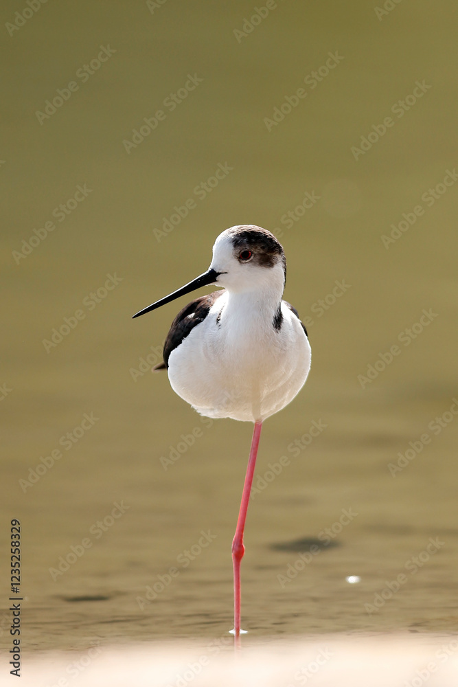 Obraz premium black-winged stilt is a widely distributed, very long-legged wader in the avocet and stilt family Recurvirostridae. Its scientific name, Himantopus himantopus