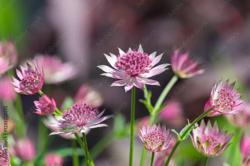 Close up of pink astrantia major flowers Close up of pink astrantia major flowers