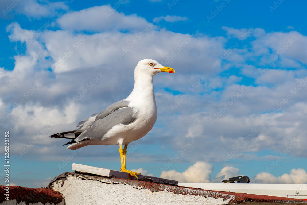 Beautiful white gull sitting on the roof in Istanbul. High quality photo Beautiful white gull sitting on the roof in Istanbul. High quality photo