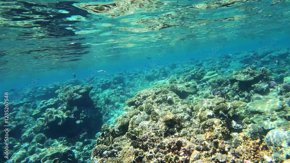 Korallenriff in Ägypten, Marsa Alam. Schorcheln mit tropischen Fischen am Riff im Urlaub