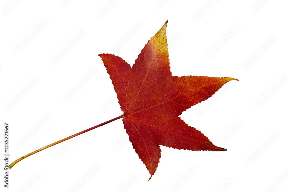 Red maple leaf changing color during autumn season on white background