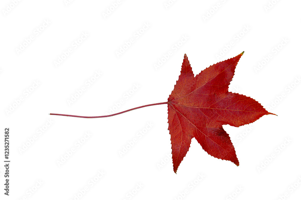 Red maple leaf showing autumn colors on white background