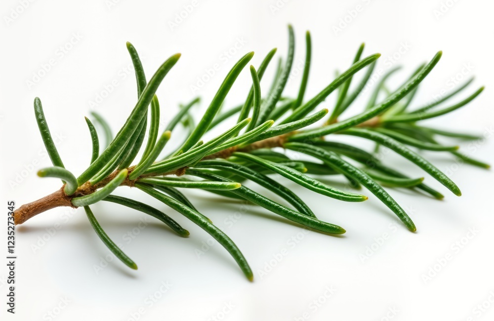 Fototapeta premium Fresh green rosemary leaf sprig isolated on white background. Aromatic herb ready for cooking. Natural organic seasoning. Versatile culinary ingredient. Healthy, flavorful. Botanical details