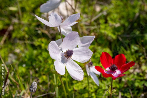 Wild white anemone coronaria (windflower) flowers blooming in the Antalya, Turkey after the winter rains. Also known as spanish marigold or windflower.