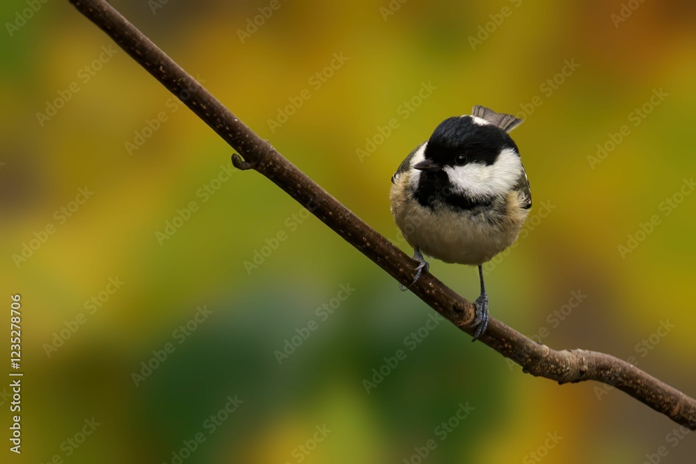 Fototapeta premium Chickadee on Branch with Autumn Backdrop