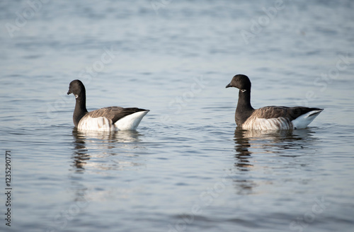 Brant photo