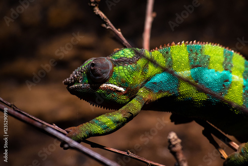 Close up of thoughtful Chameleon at Skansen in Stockholm, Sweden. High contrast lizard in bright green climbing on brown twigs